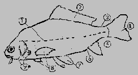 Рис. 77. Схема внешнего вида рыбы: 1
— боковая линия, 2 — спинной плавник, 3 — хвостовой стебель, 4 — хвостовой
плавник, 5 —— анальный плавник, 6 — анальное отверстие, 7 — брюшные плавники, 8
— грудные плавники, 9 — жаберные крышки